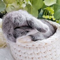 Декоративный кролик Mini Lop, Брянск