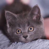 Русский голубой котёнок, Белгород