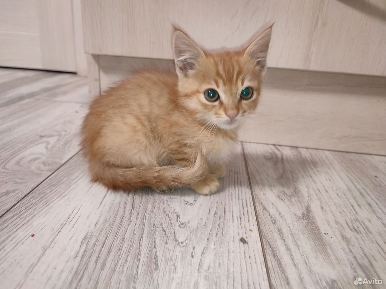 Котёнок в добрые руки, Краснодар