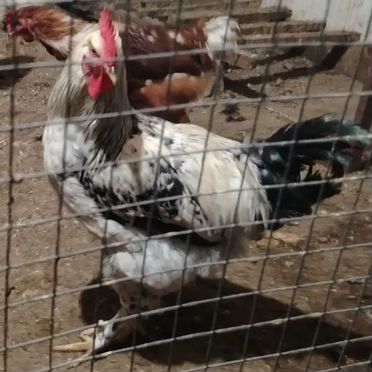 Продам петушков