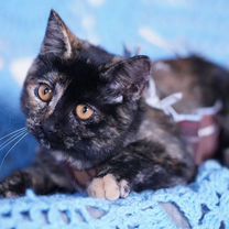 Британский короткошёрстный котёнок, Белгород