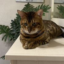Бенгальский кот, вязка, Воронеж