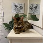 Бенгальский кот, вязка