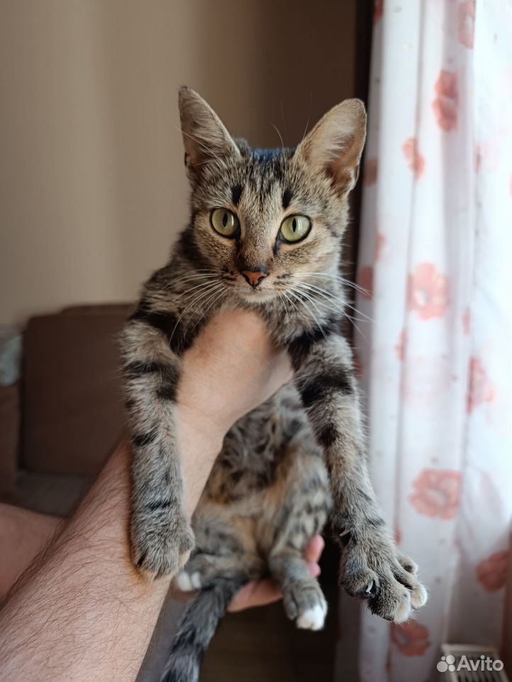 Котёнок в добрые руки, Краснодар