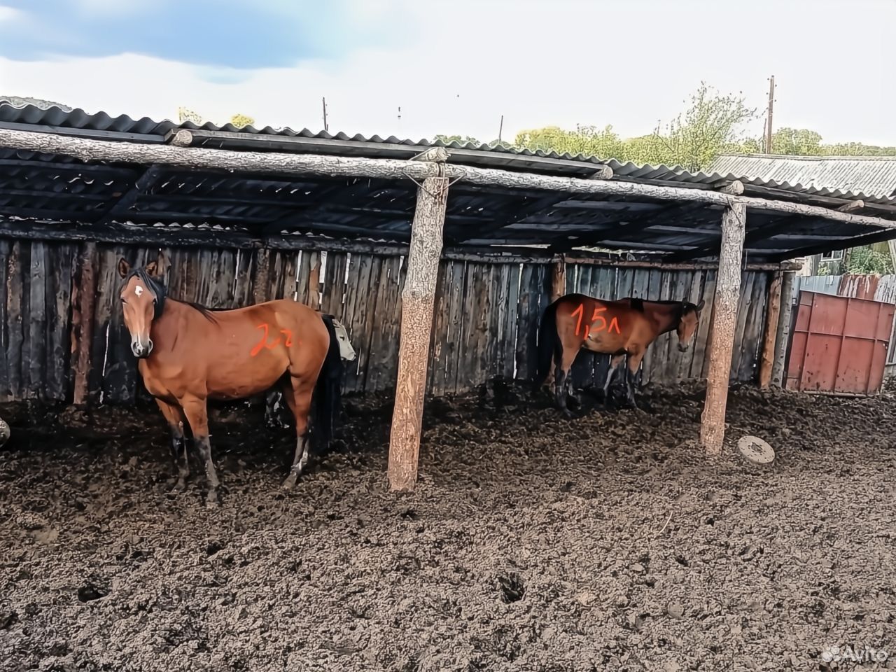 Лошади, Шушенское