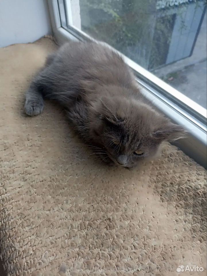 Котёнок в добрые руки, Липецк