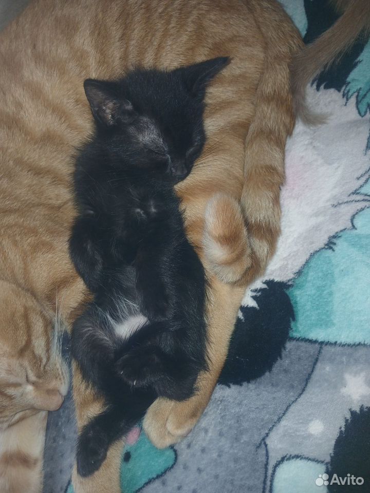 Котёнок в добрые руки, Краснодар