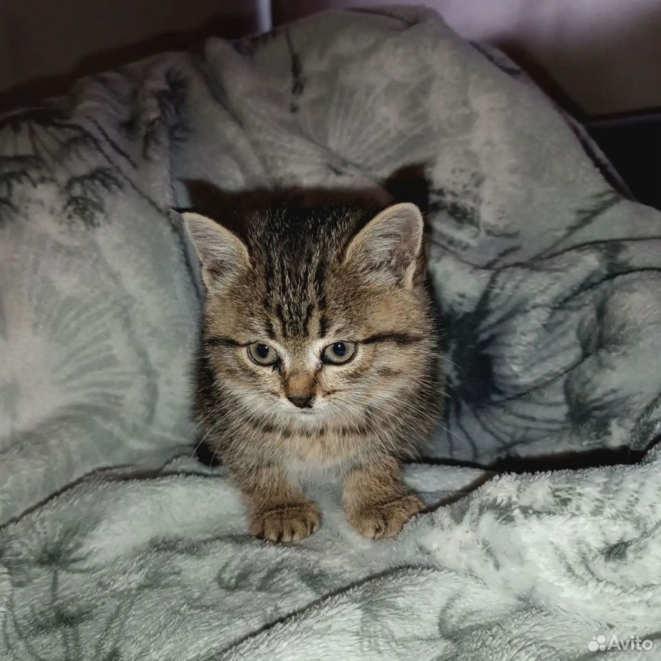 Котёнок в добрые руки, Тюмень