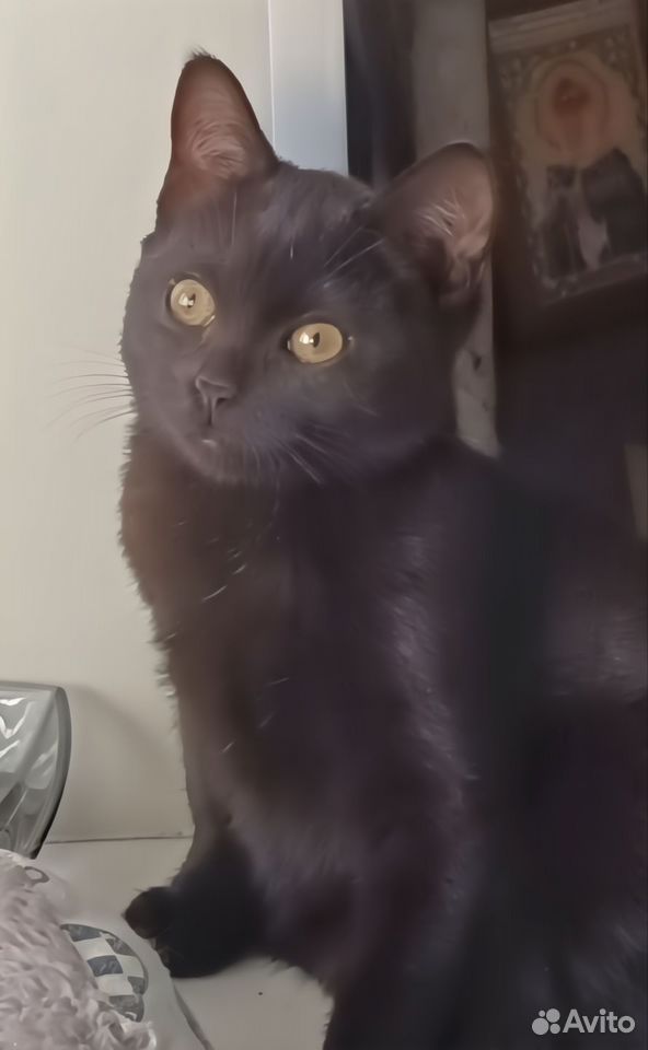 Котёнок в добрые руки, Череповец