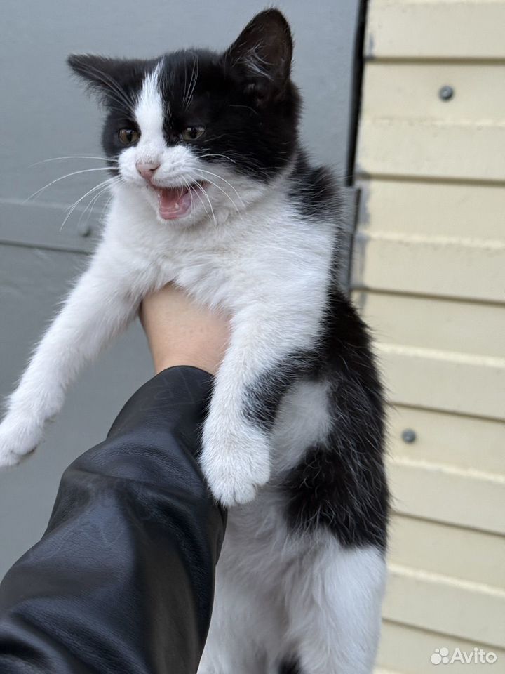 Котёнок в добрые руки, Кунгур
