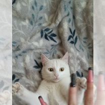 Кошки, Алчевск
