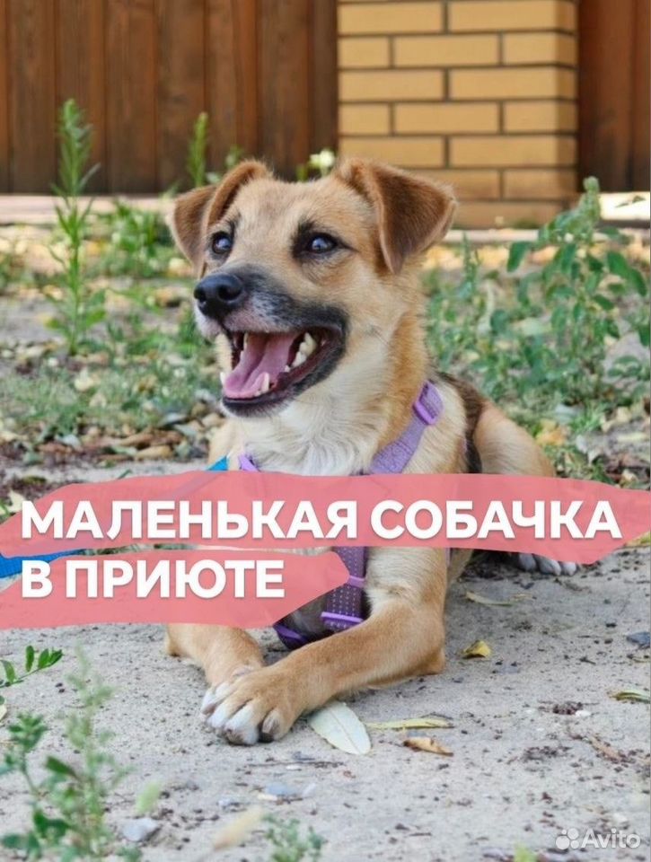 Взрослая собака в добрые руки, Волгоград
