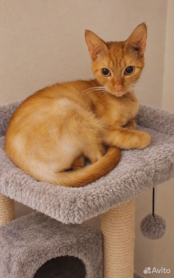 Котёнок в добрые руки, Кириши