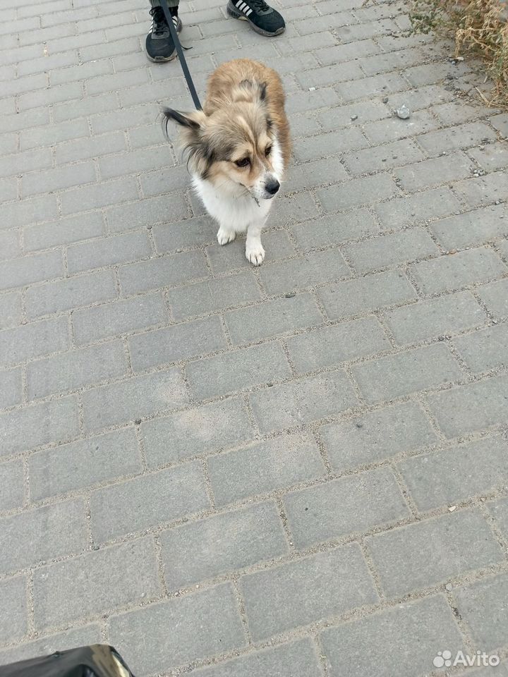 Алопекис, вязка, Волгоград