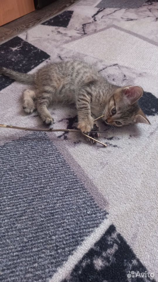Котёнок в добрые руки, Тюмень