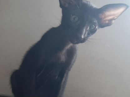 Ориентальный котёнок, Айкино