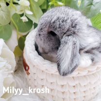 Декоративный кролик Mini Lop, Брянск
