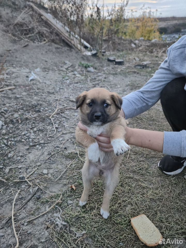 Щенок в добрые руки, Волгоград