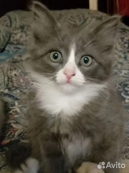 Котёнок в добрые руки, Ярославль