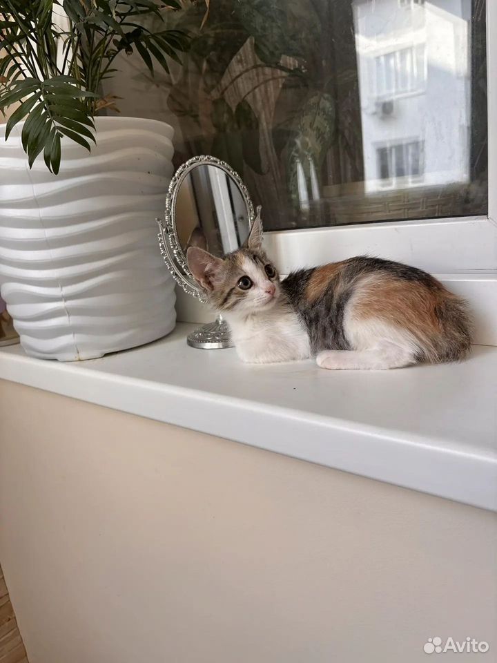 Котёнок в добрые руки, Краснодар