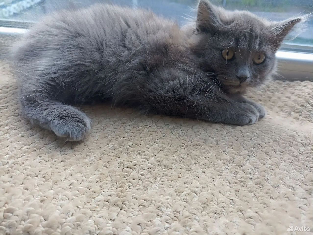 Котёнок в добрые руки, Липецк