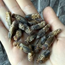 Кормовые насекомые, сверчки, Новосибирск