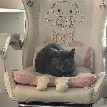 Карельский бобтейл, взрослая кошка