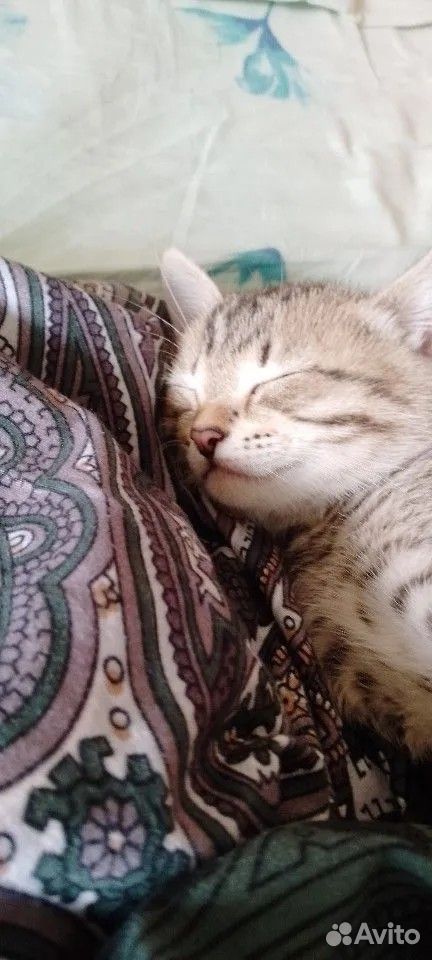 Котёнок в добрые руки, Тюмень