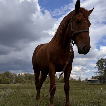 Продажа лошадей, Алтайский край