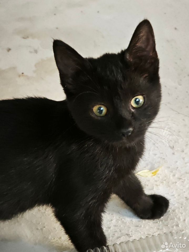 Котёнок в добрые руки, Краснодар
