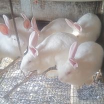 Продам кроликов породы Паннон, Мариуполь