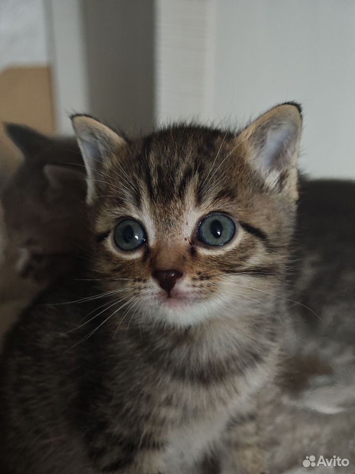Сибирский котёнок, Тюмень