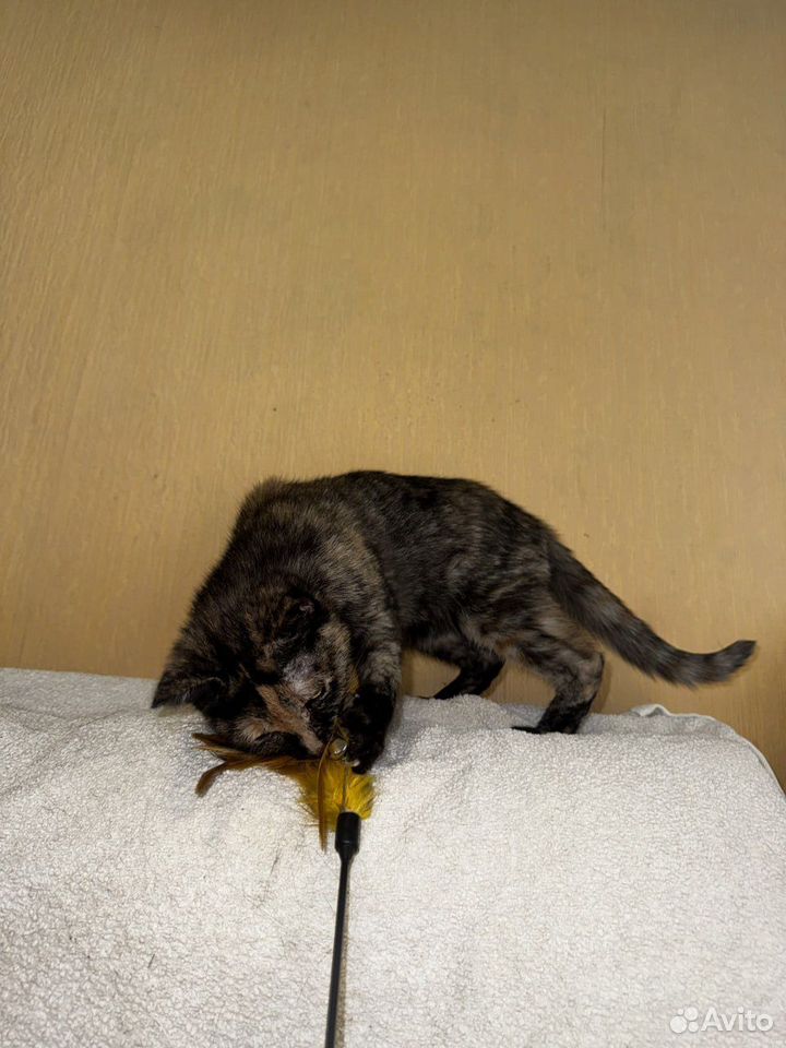 Котёнок в добрые руки, Краснодар