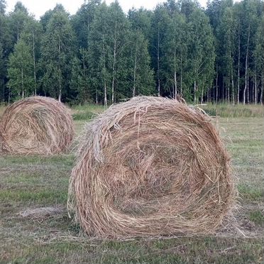 Продам сено в рулонах