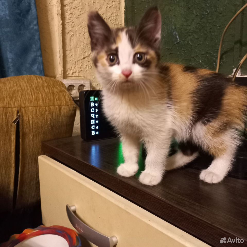 Котёнок в добрые руки, Копейск