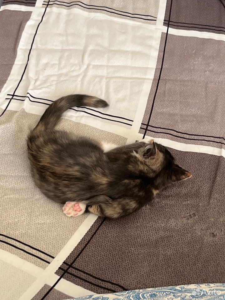 Котёнок в добрые руки, Тюмень