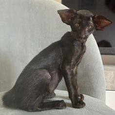 Ориентальный котёнок