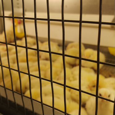 Инкубация и продажа цыплят, кур, гусей, индейки
