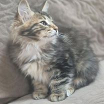Курильский бобтейл длинношёрстный котёнок, Воронеж