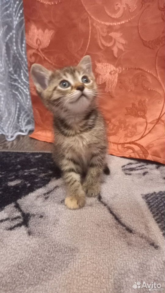 Котёнок в добрые руки, Тюмень